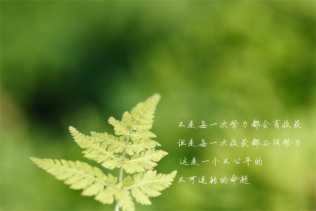 清明节日记二年级